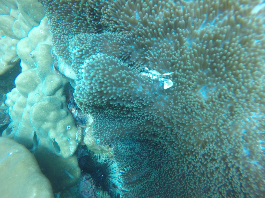 test crab