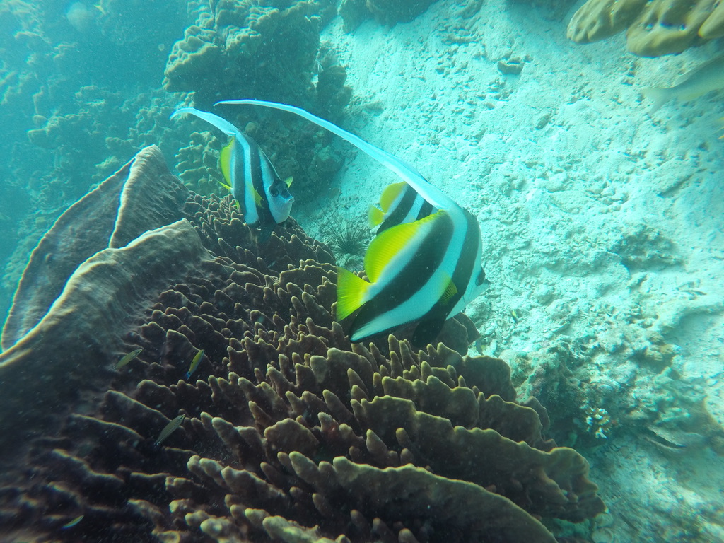 fish